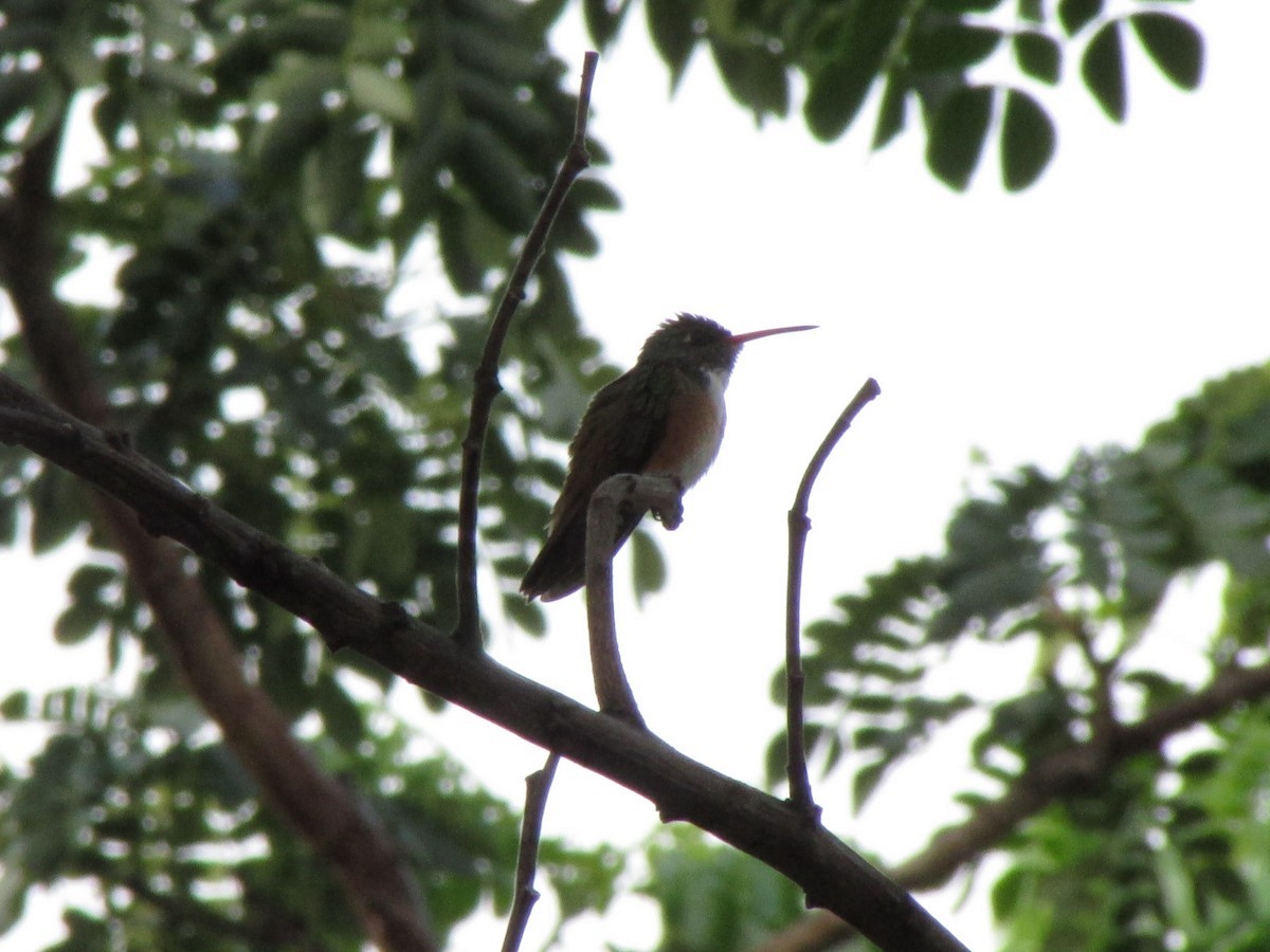 Amazilia Hummingbird (White-throated) - ML145414011