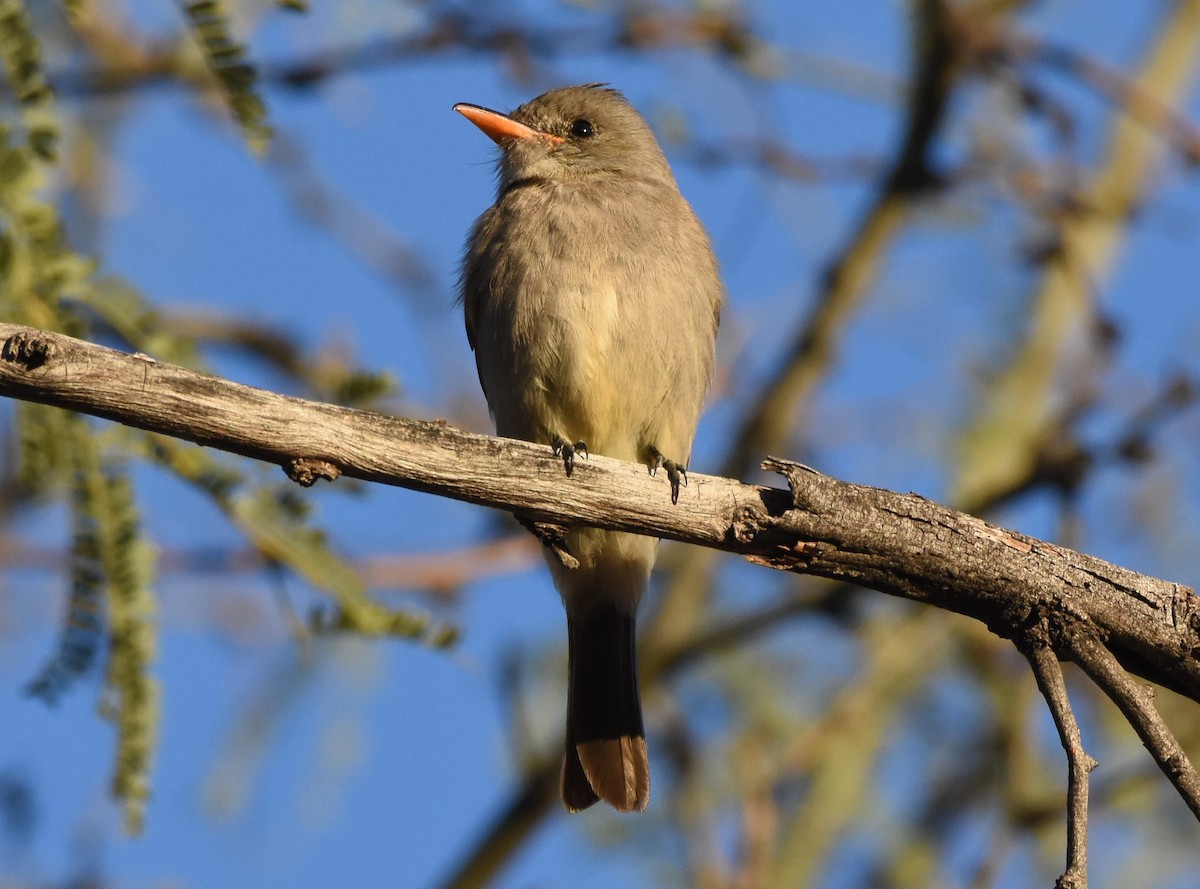 Greater Pewee - Chris Rohrer