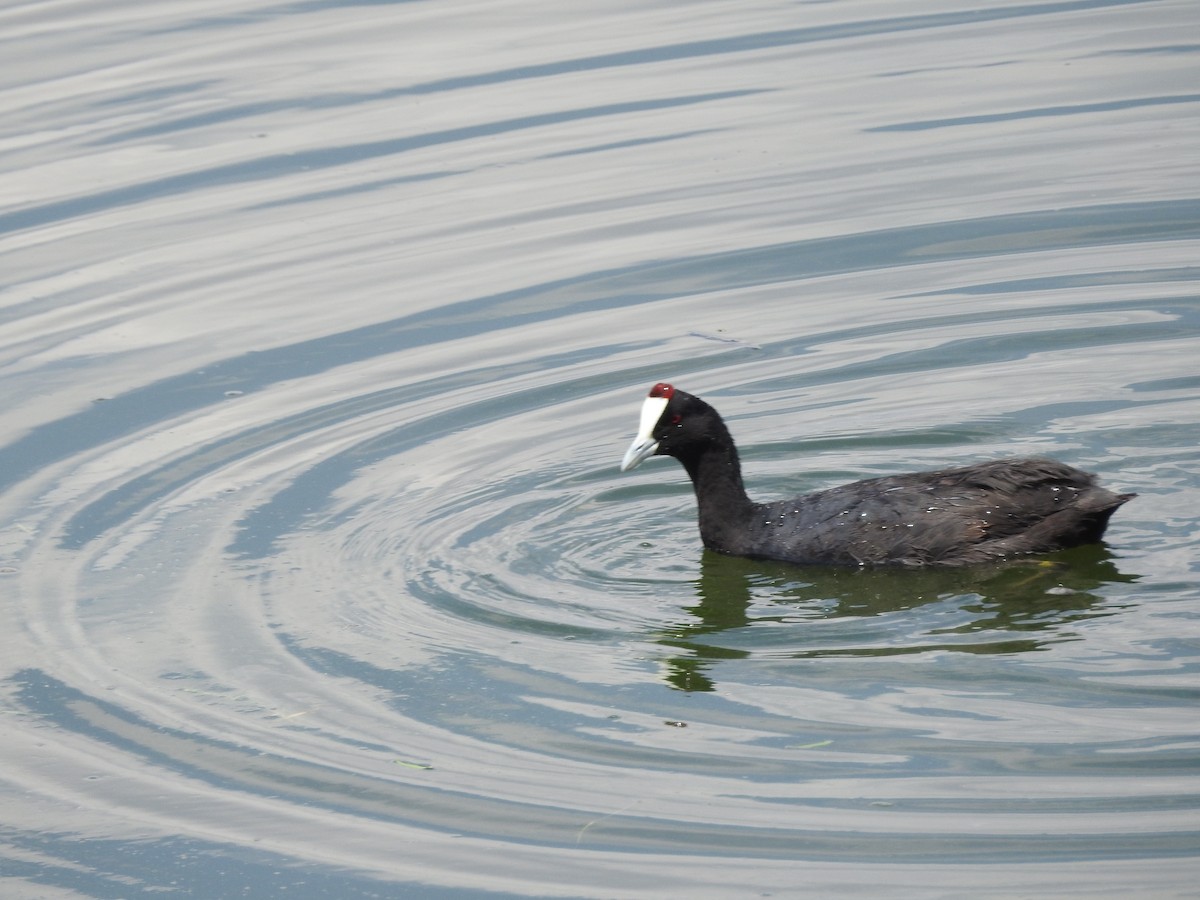 Red-knobbed Coot - ML145415231