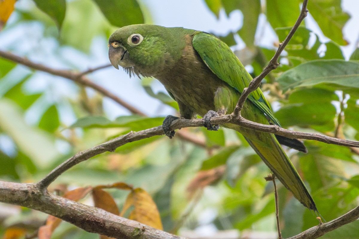 Olive-throated Parakeet - Juan Miguel Artigas Azas