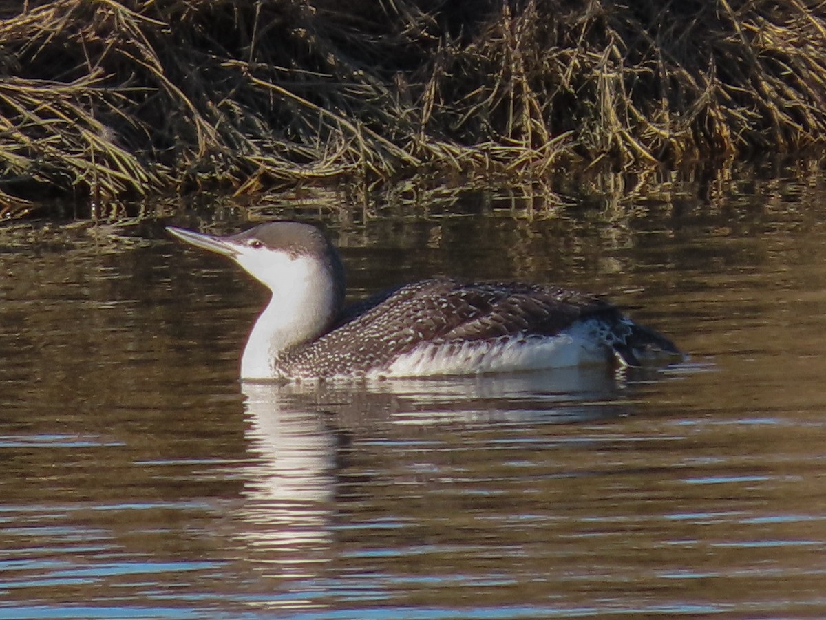 Red-throated Loon - Barry Langdon-Lassagne