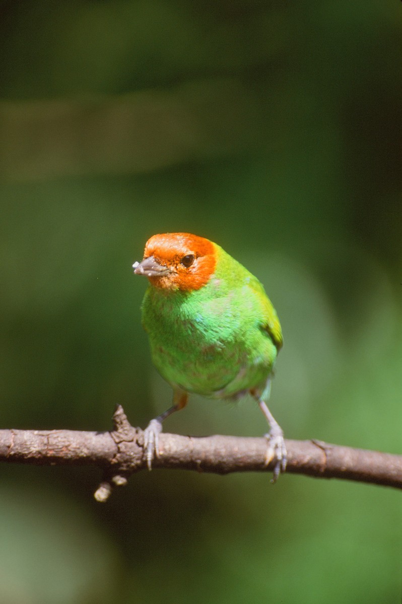 Bay-headed Tanager - Mike Andersen