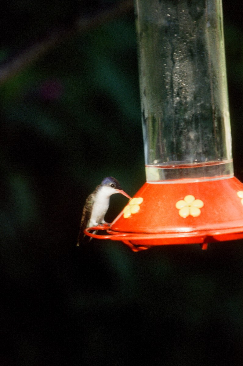 Violet-crowned Hummingbird - Mike Andersen