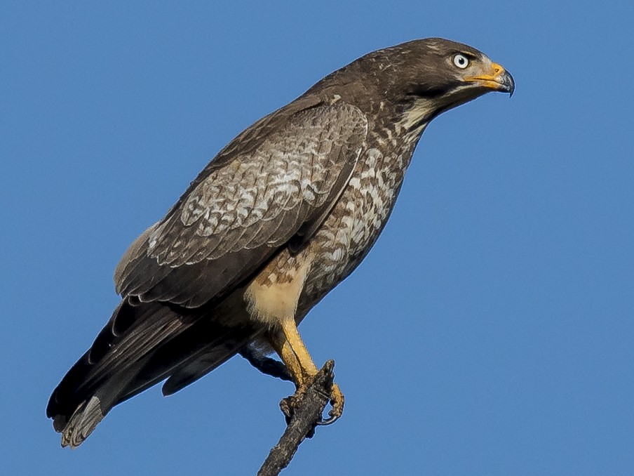 white eyed buzzard