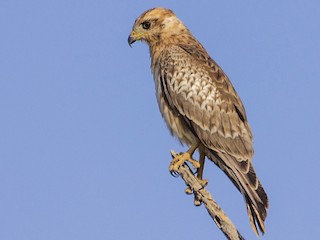 Молодая птица - Prashant Kumar - ML145418051