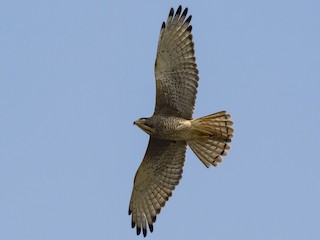 นกเต็มวัย - Subrata Kool - ML145418081