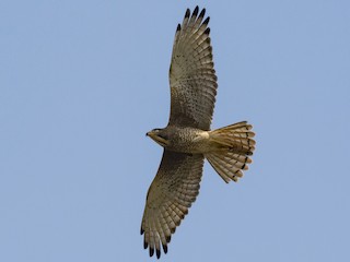 メジロサシバ - eBird