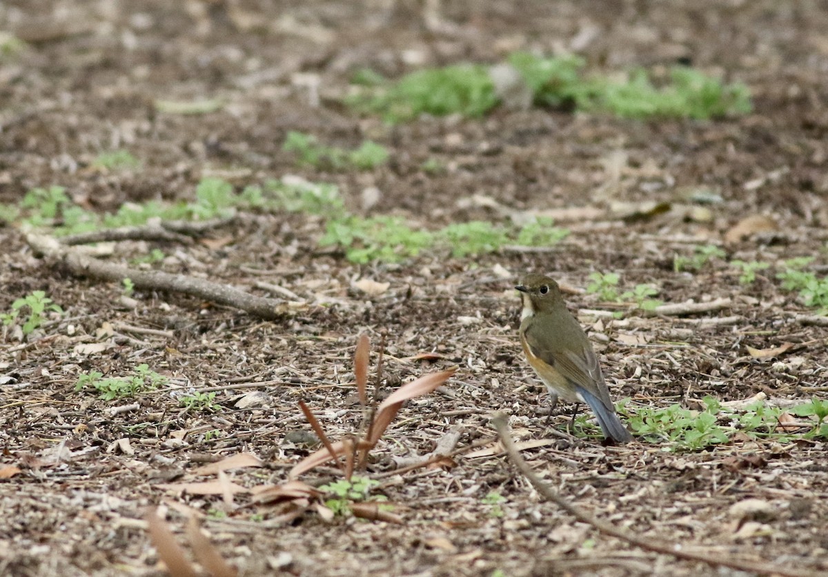 Red-flanked Bluetail - ML145418611