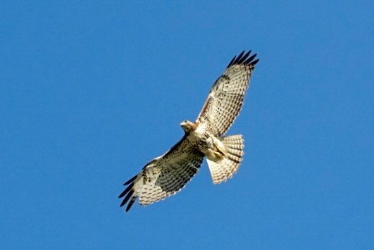Red-tailed Hawk - Dave Ward