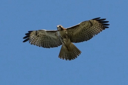 Red-tailed Hawk - ML145418731