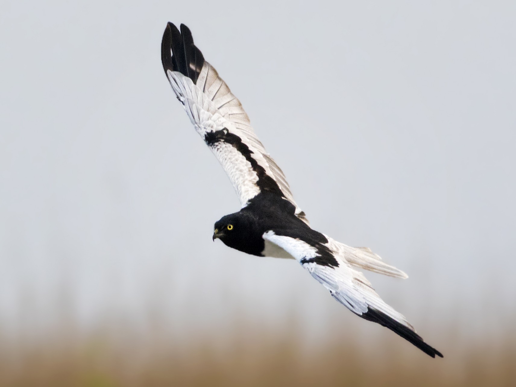 Pied Harrier - Rajdeep Mitra