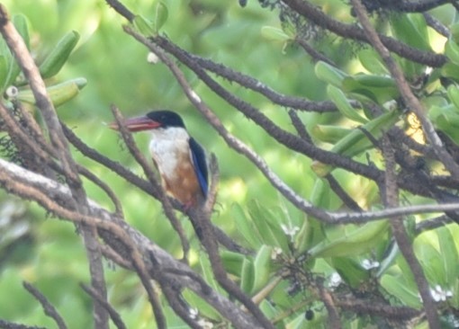 Black-capped Kingfisher - Sajeev Krishnan