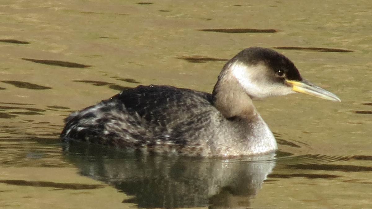 Red-necked Grebe - ML145422441