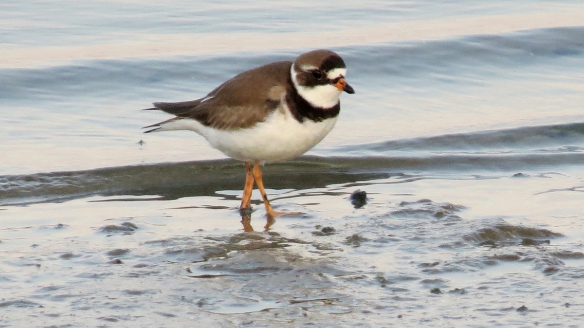 Semipalmated Plover - ML145423441