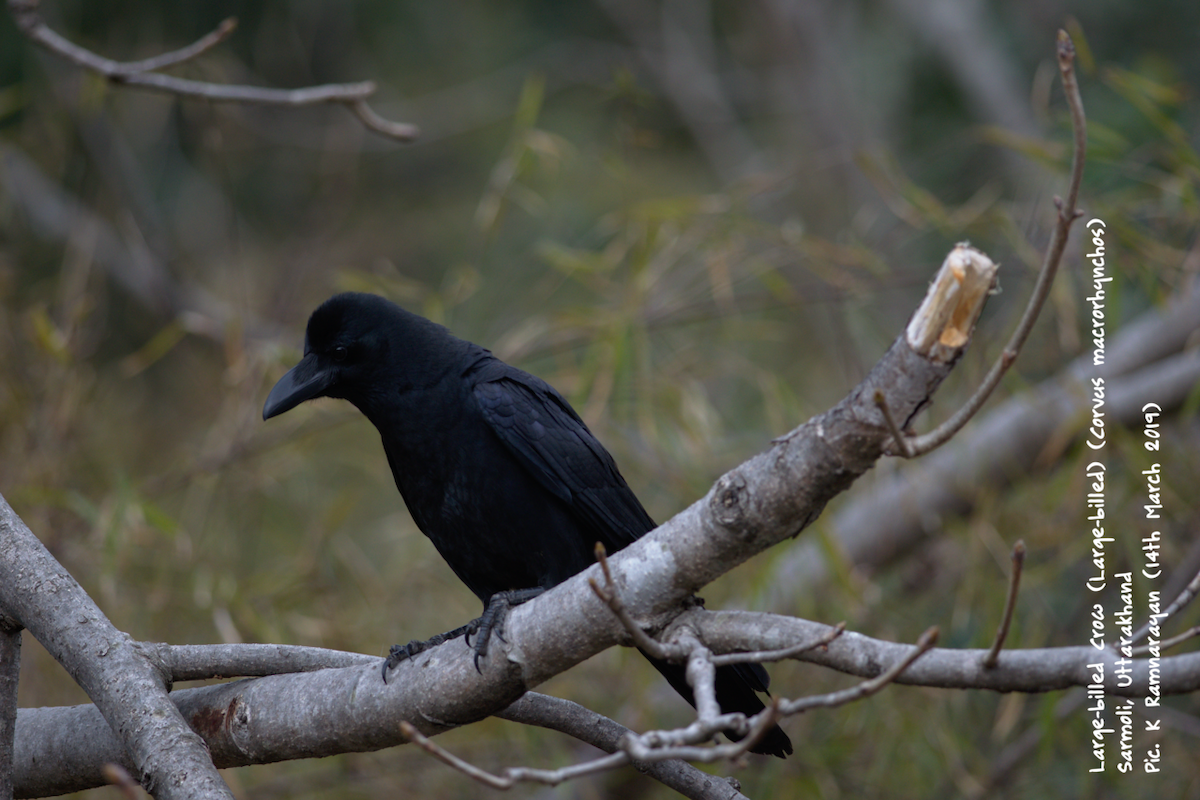 Large-billed Crow (Large-billed) - ML145423611