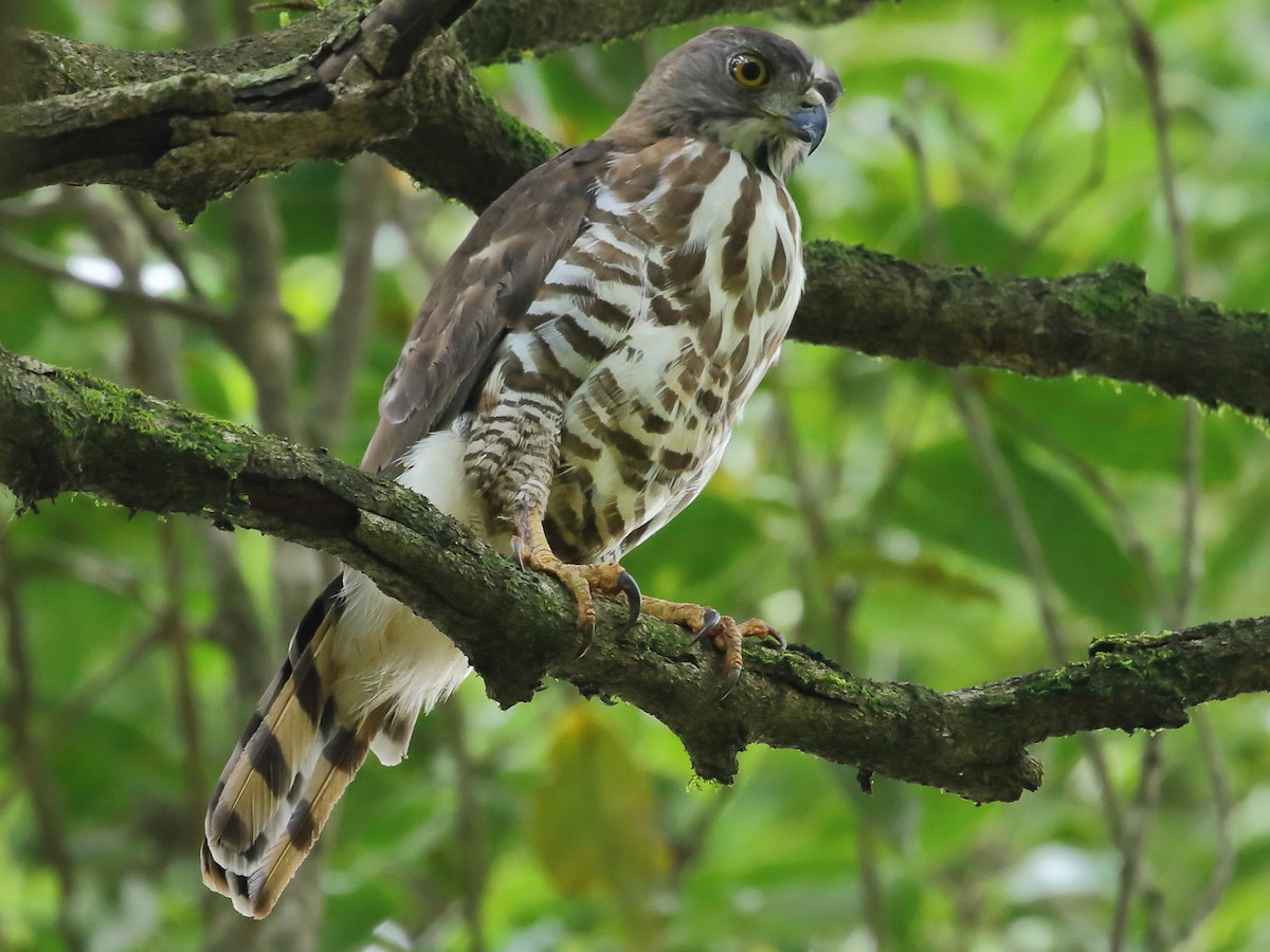 Crested Goshawk - Lophospiza trivirgata - Birds of the World