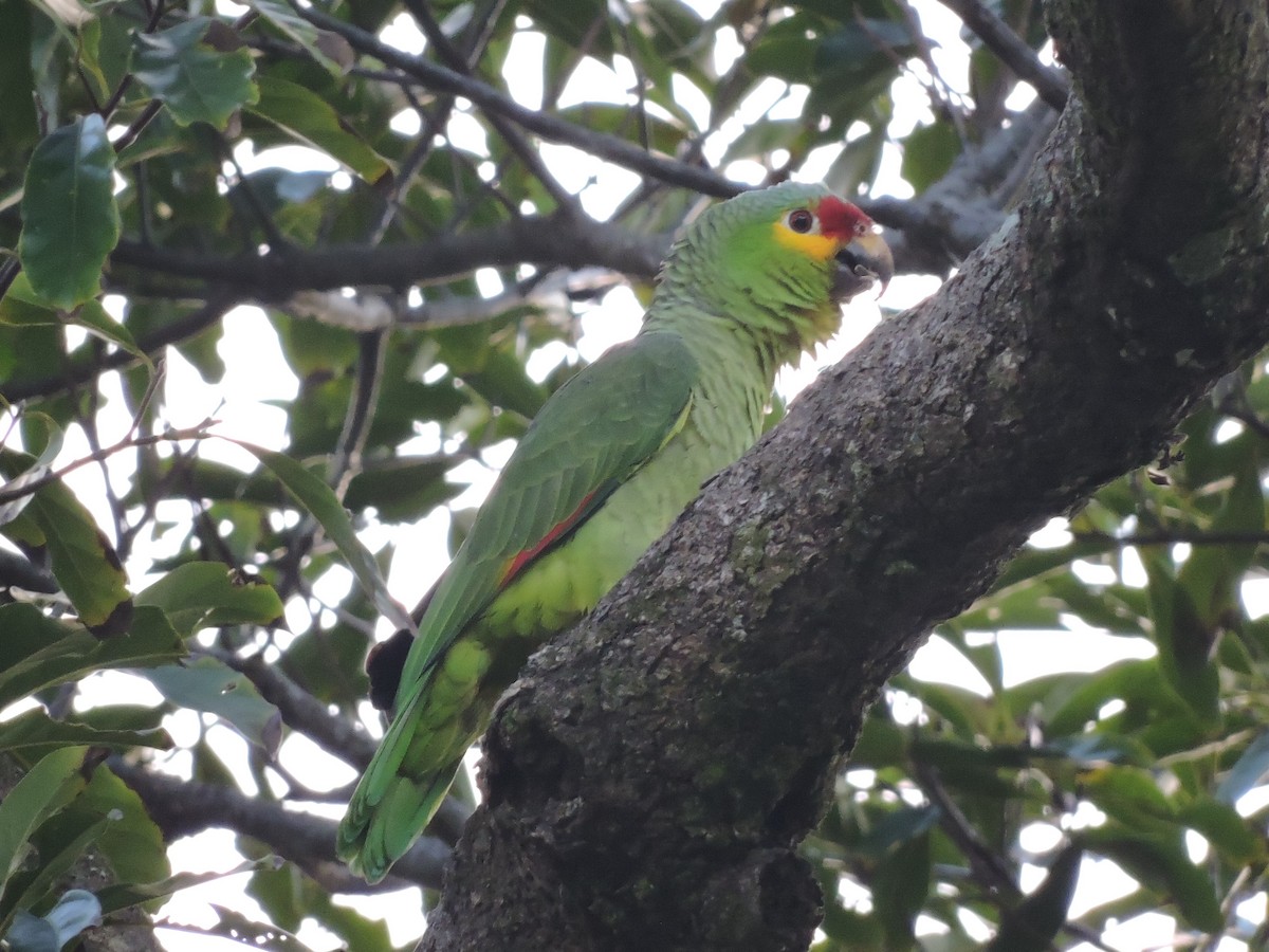 Red-lored Parrot - pierre geoffray