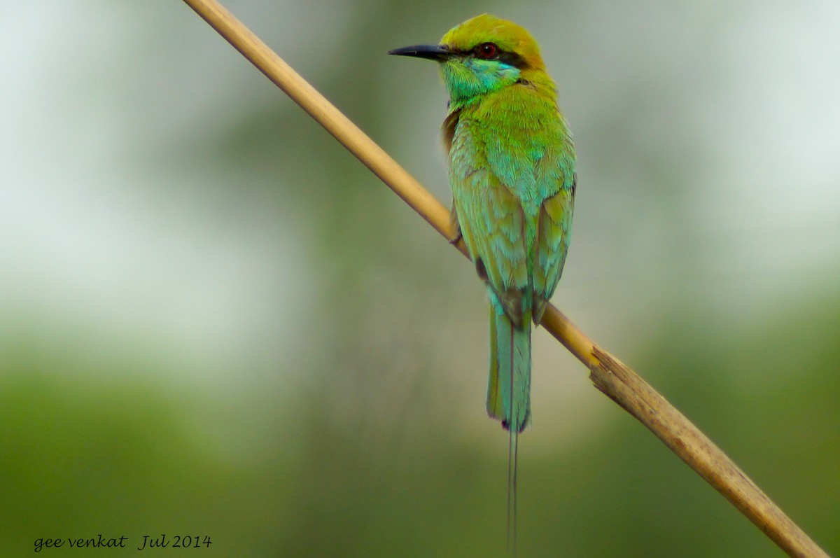 Asian Green Bee-eater - Geetha  Venkataraman
