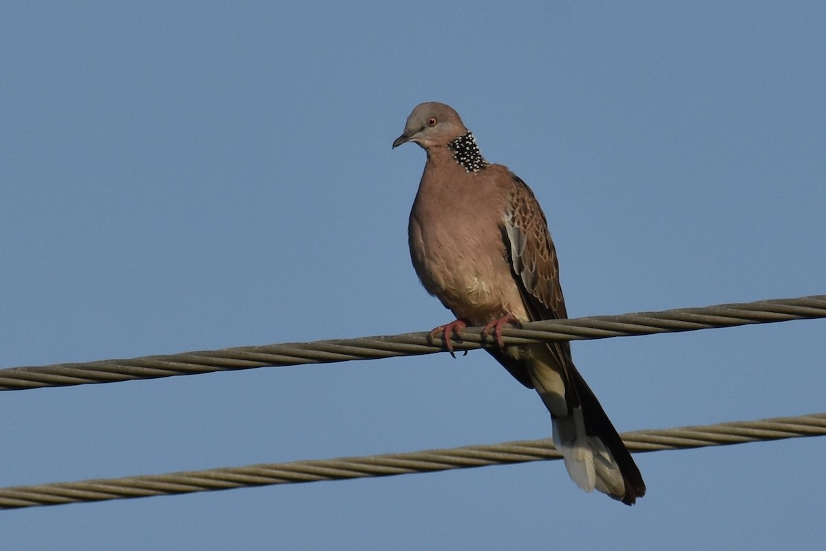 Spotted Dove - ML145424971