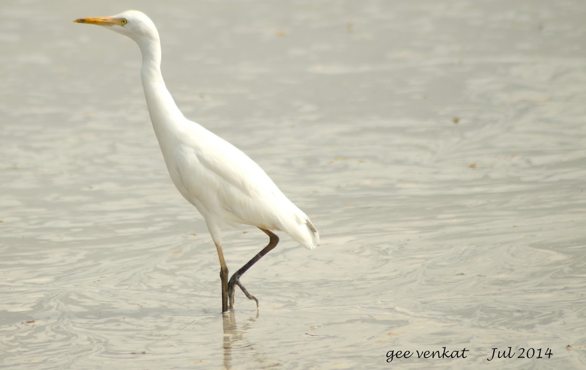 Eastern Cattle Egret - Geetha  Venkataraman