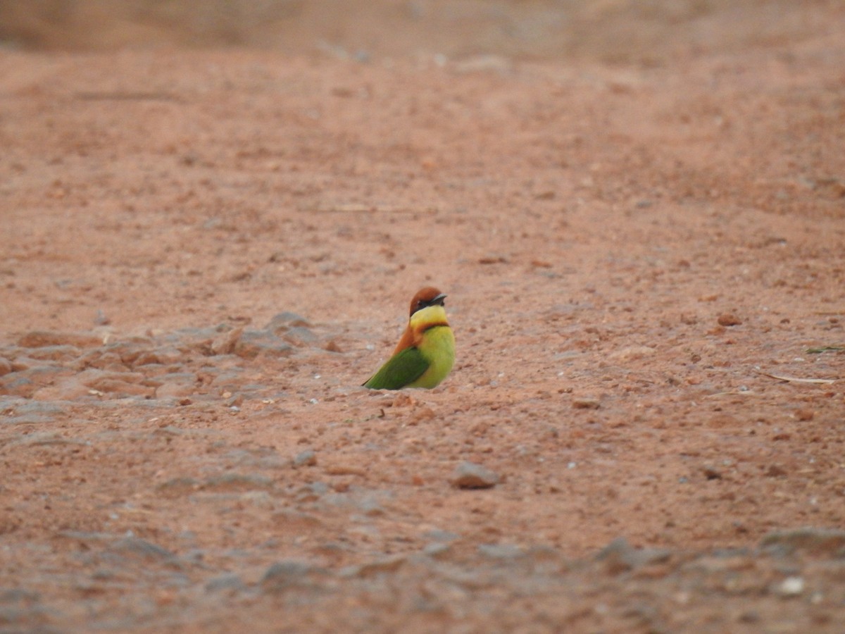 Chestnut-headed Bee-eater - JIJI SAM