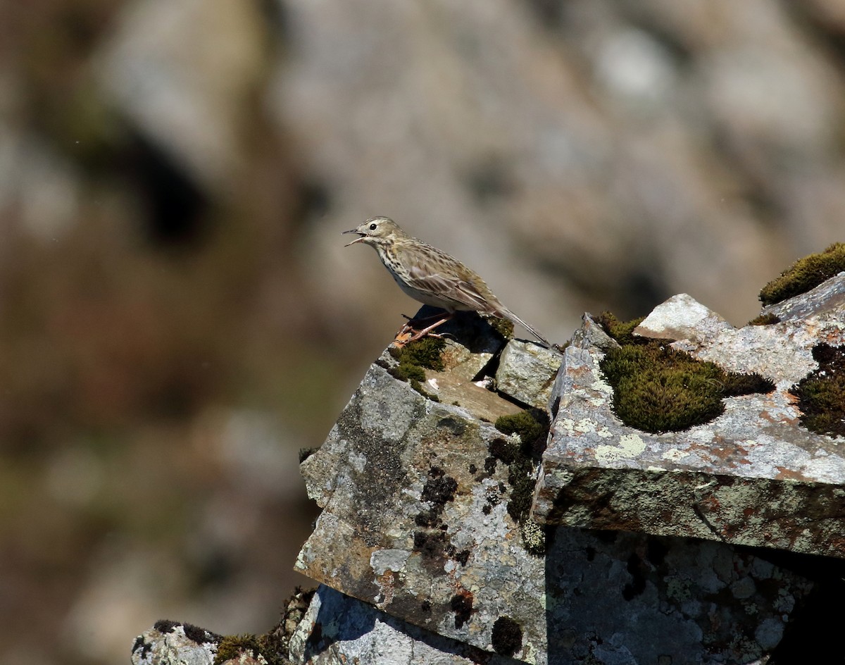 Meadow Pipit - ML145428471