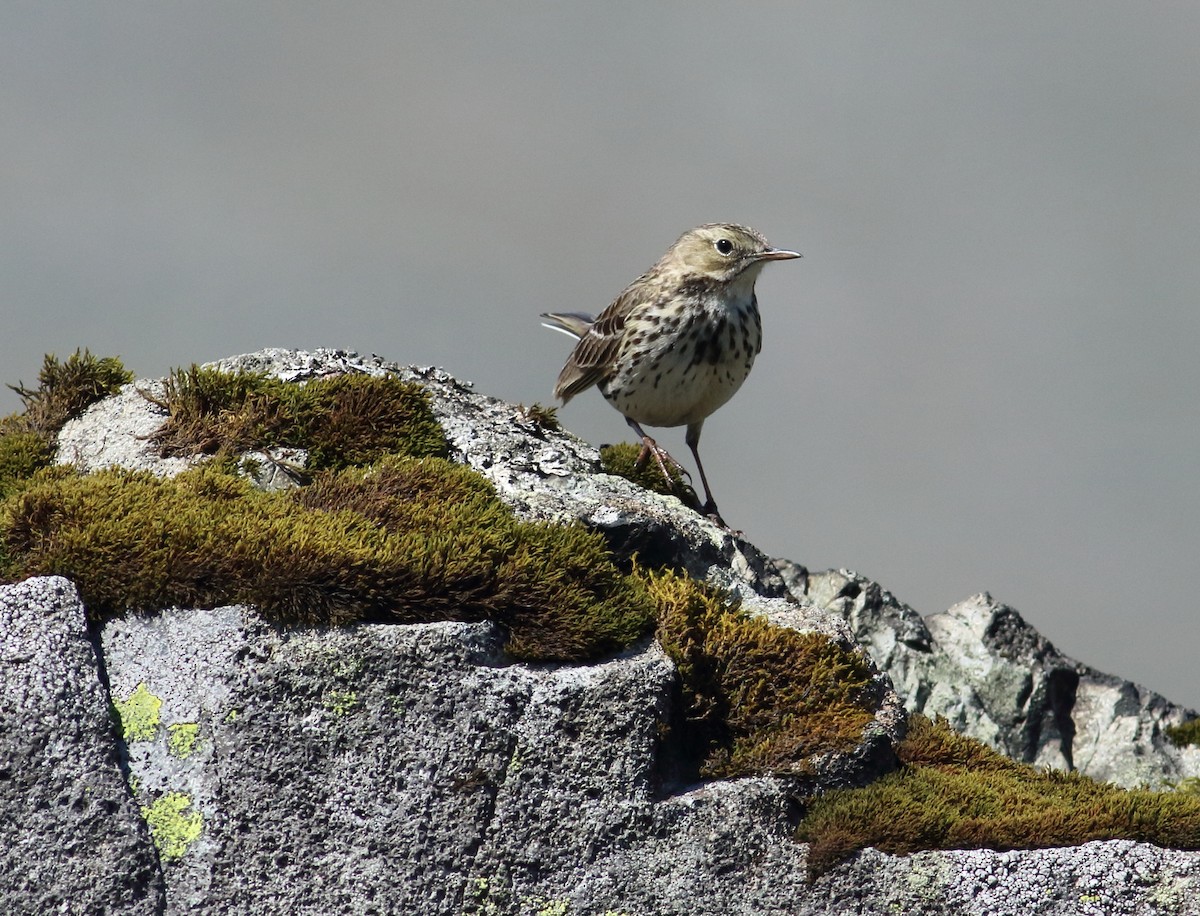 Meadow Pipit - ML145428481