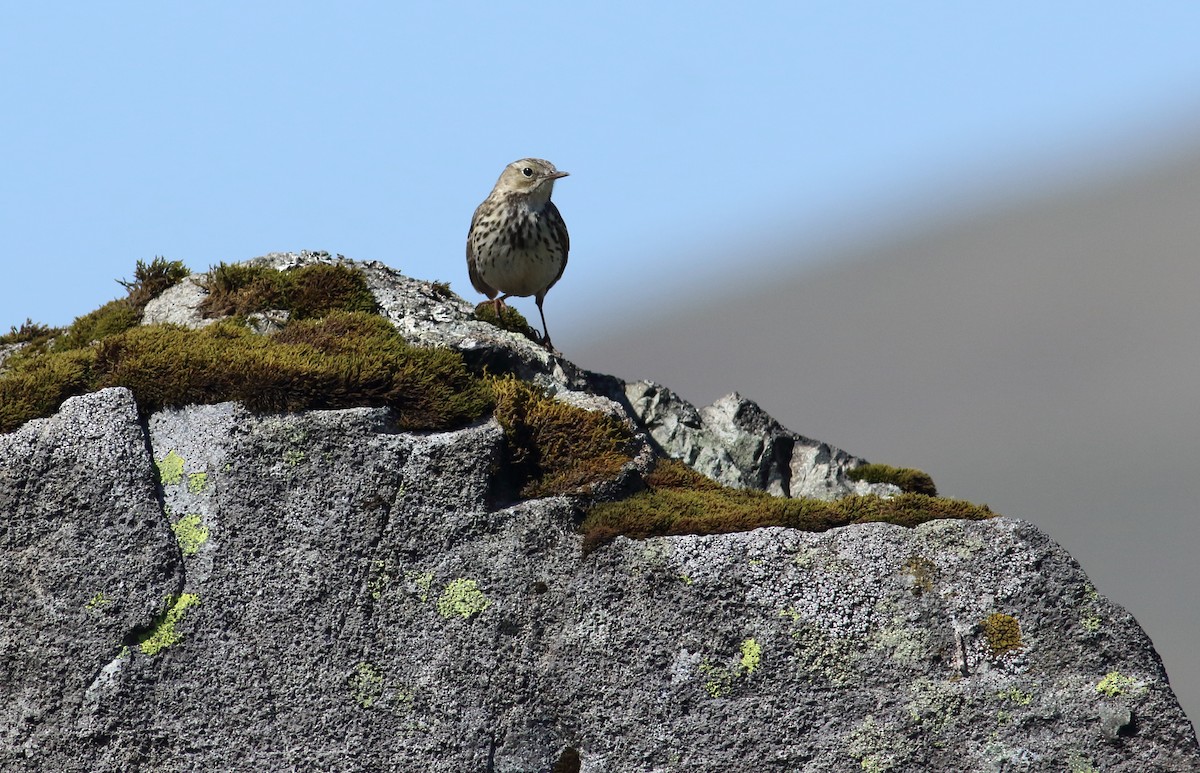 Meadow Pipit - ML145428521