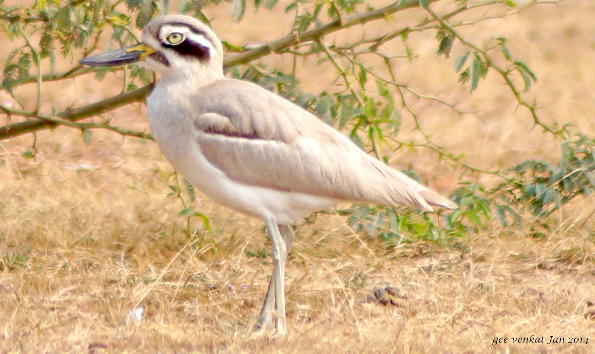 Great Thick-knee - ML145429061