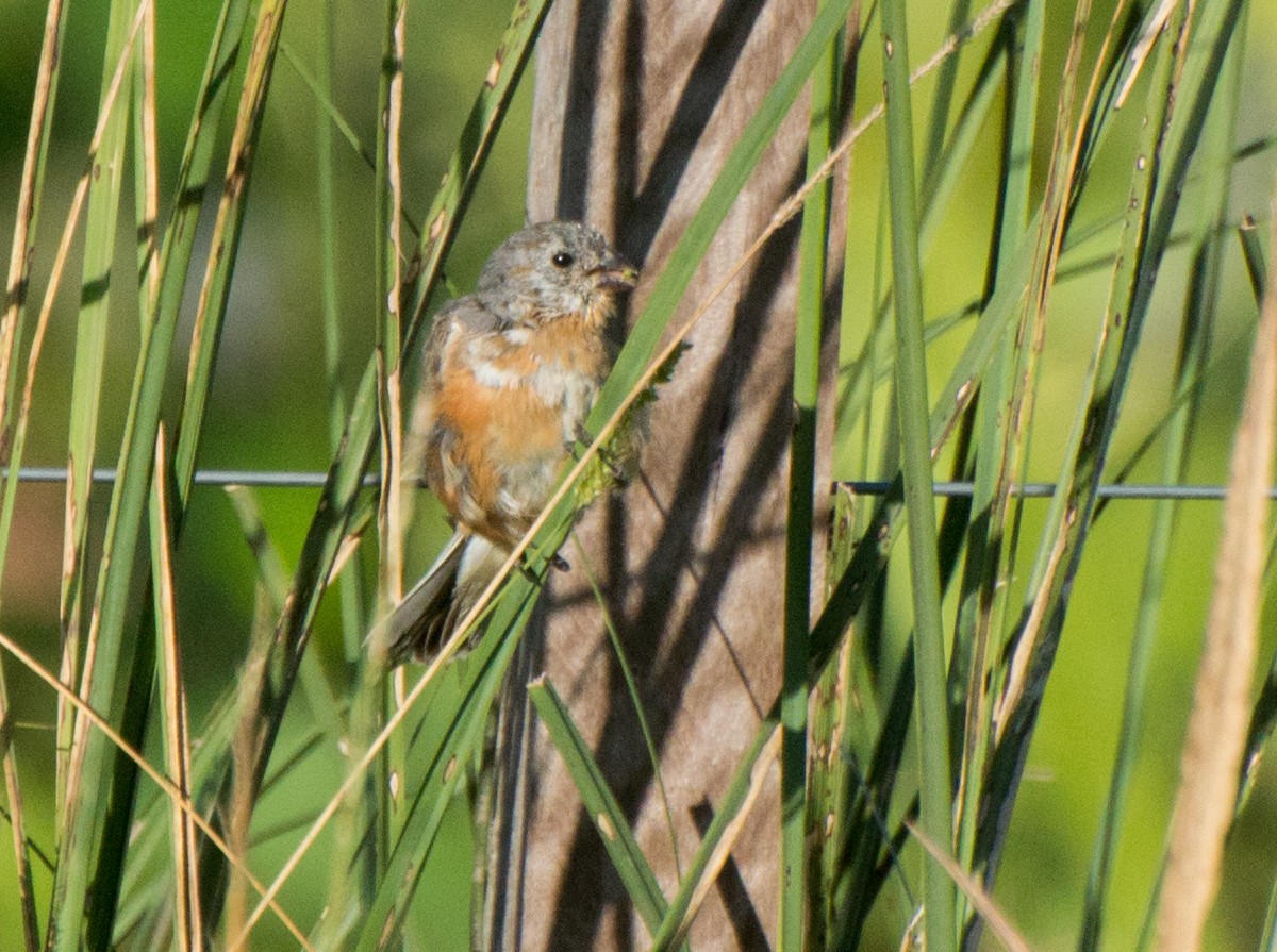 Tawny-bellied Seedeater - ML145429131