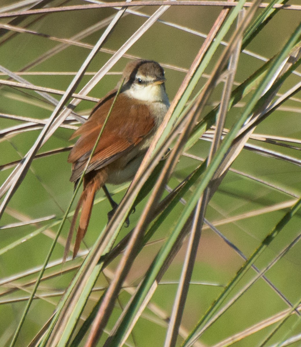 Yellow-chinned Spinetail - ML145429251