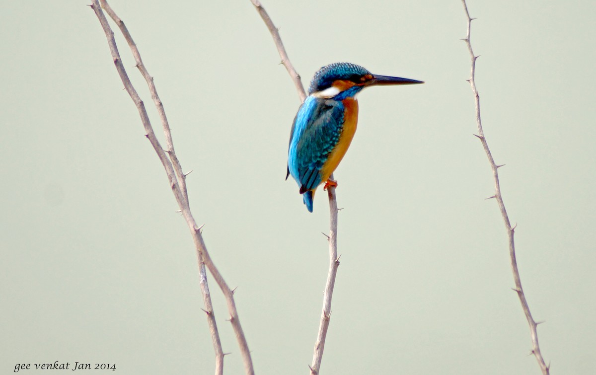 Common Kingfisher - Geetha  Venkataraman