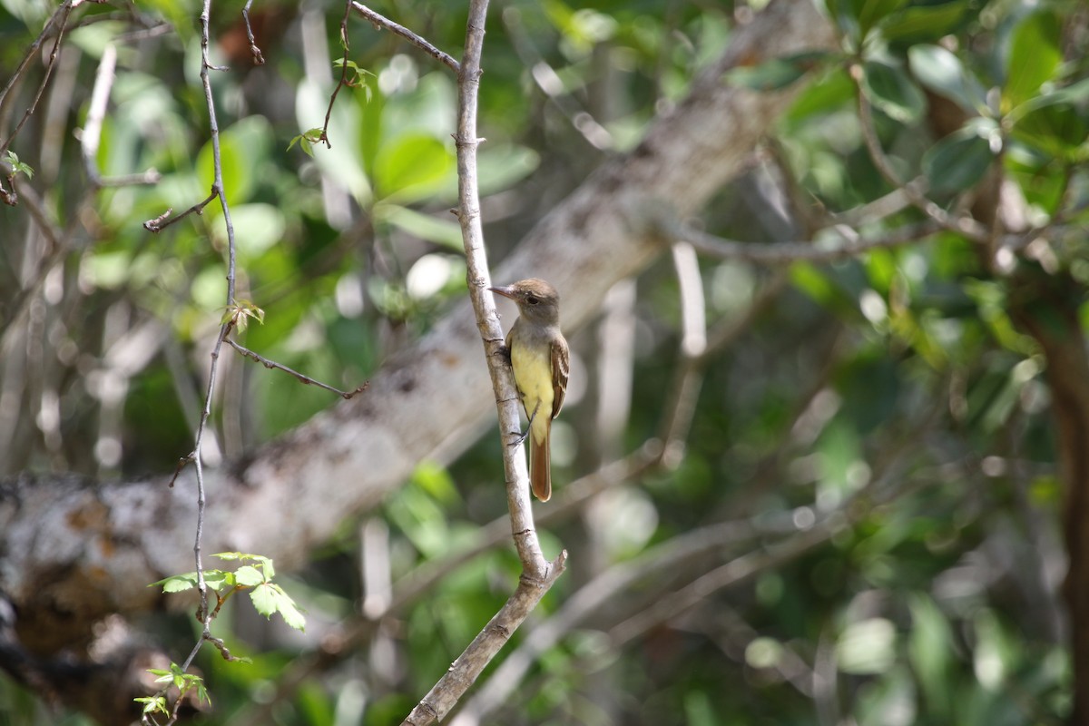 Great Crested Flycatcher - ML145429291
