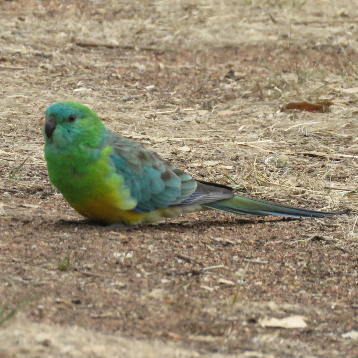 Red-rumped Parrot - ML145429321