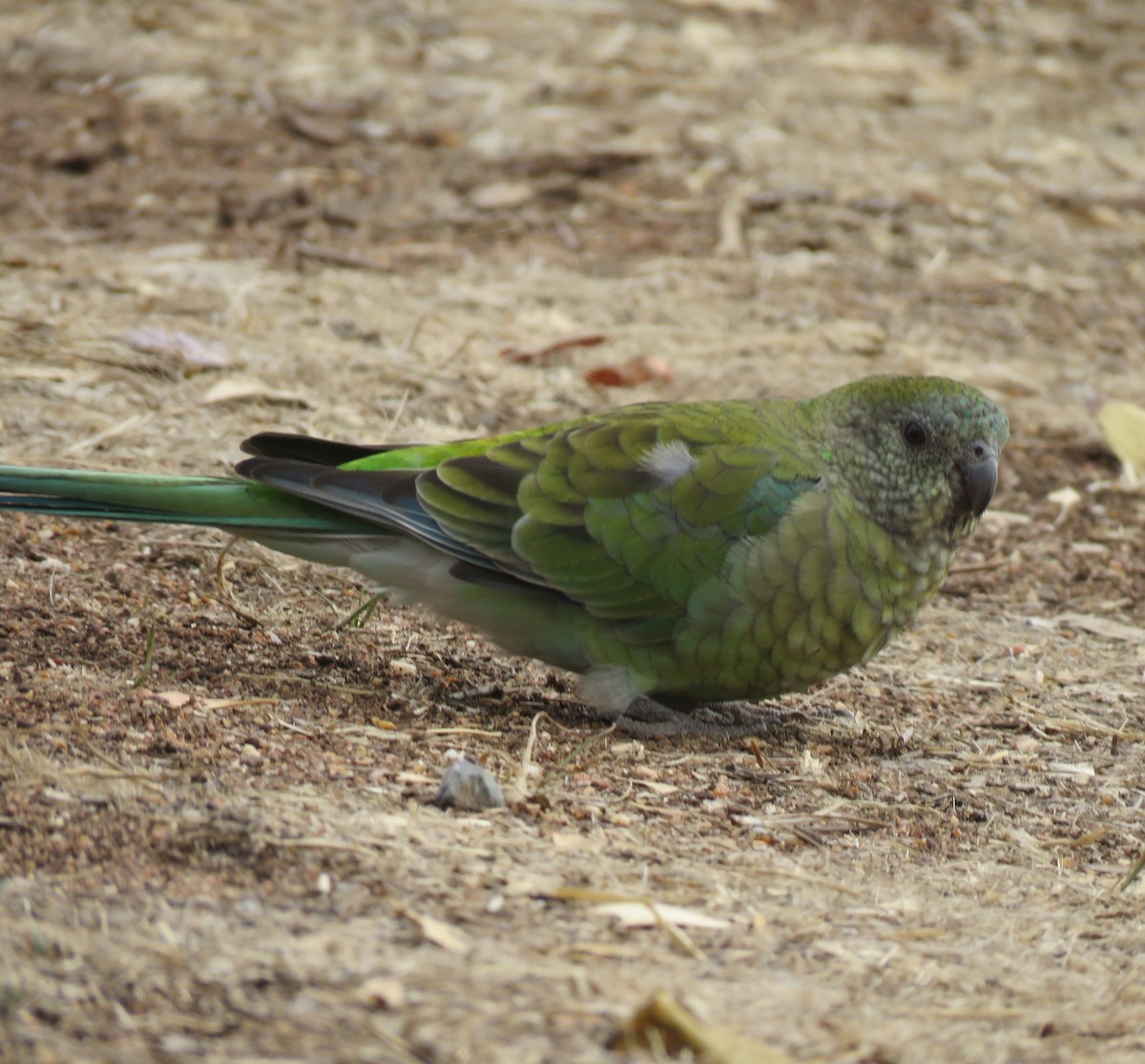 Red-rumped Parrot - ML145429341