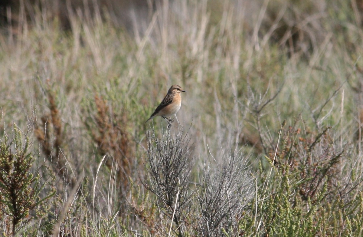 Whinchat - ML145429441