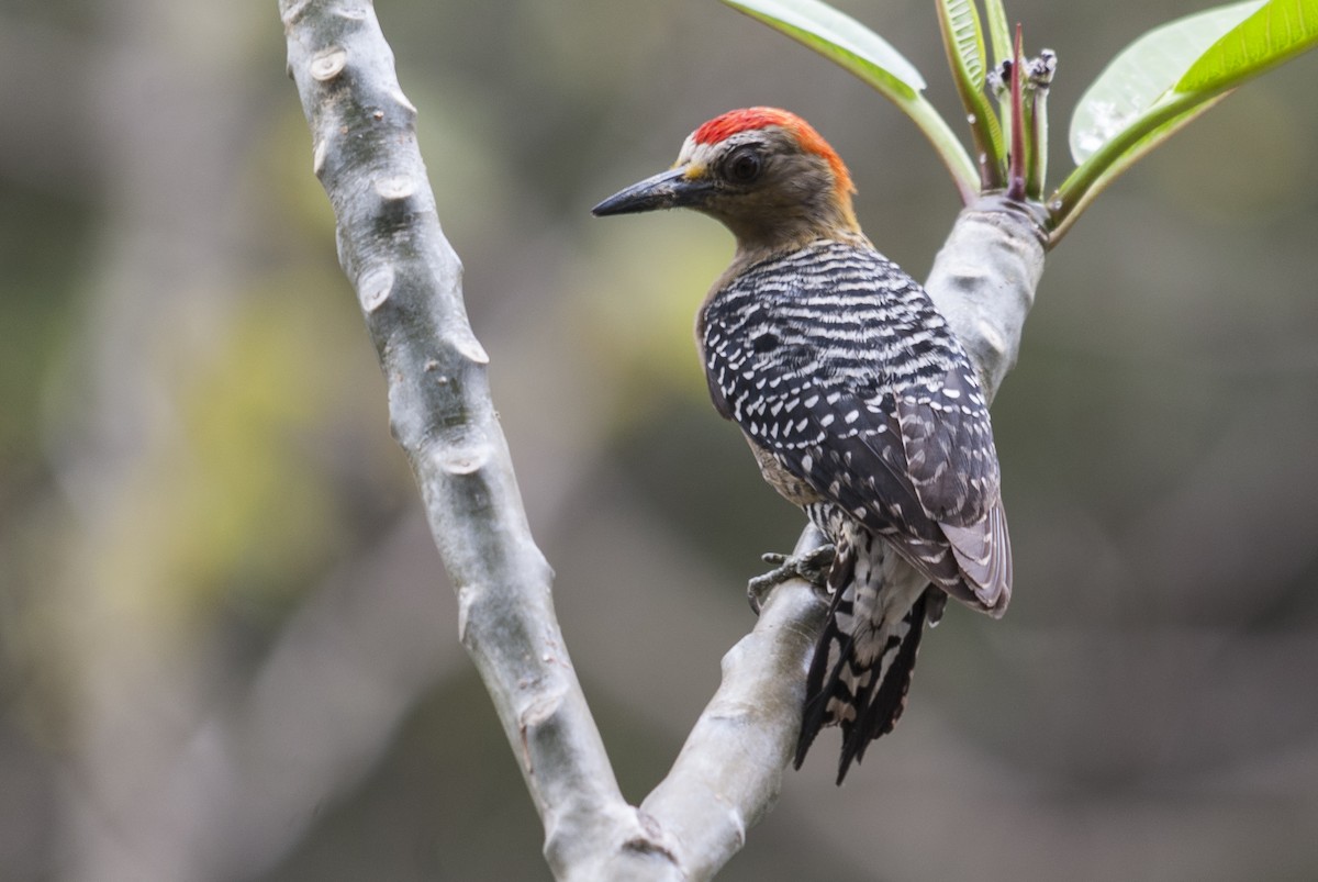 Red-crowned Woodpecker - ML145430231