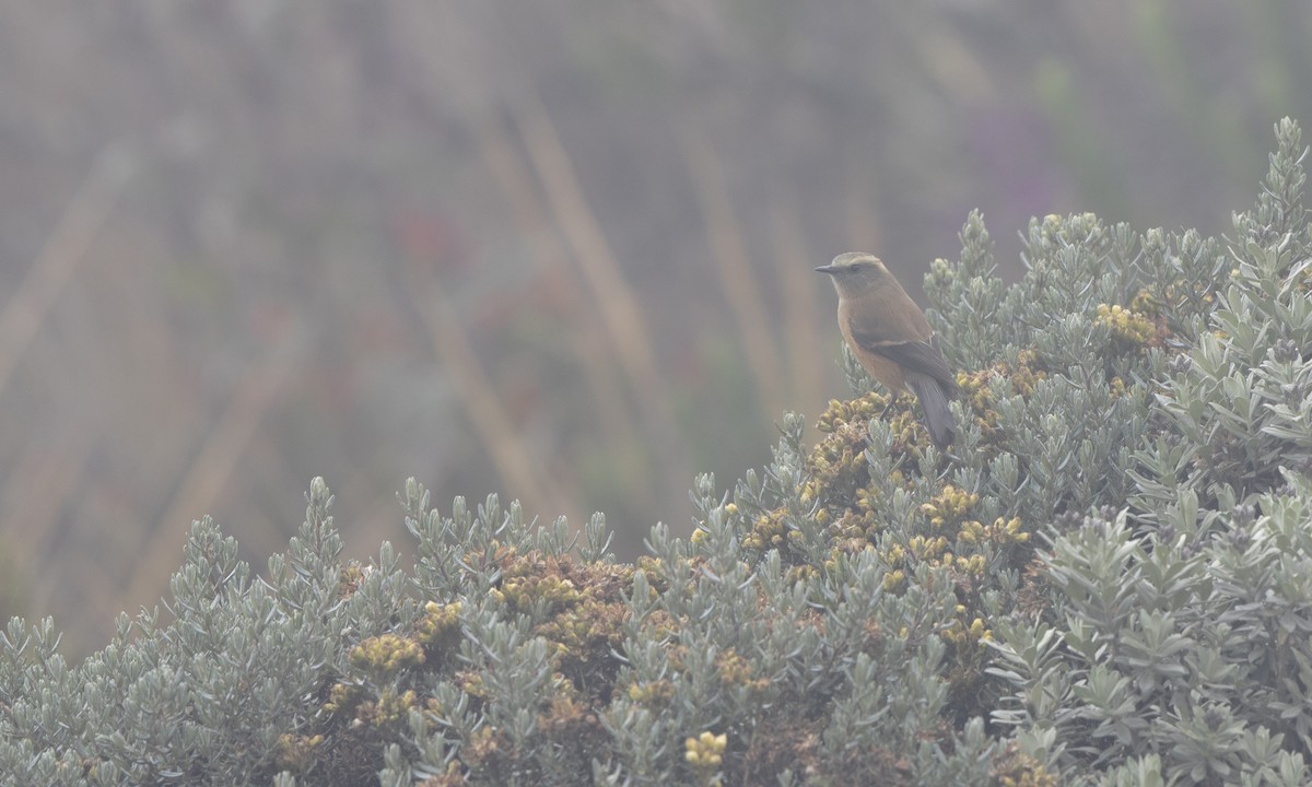 Brown-backed Chat-Tyrant - ML145430391