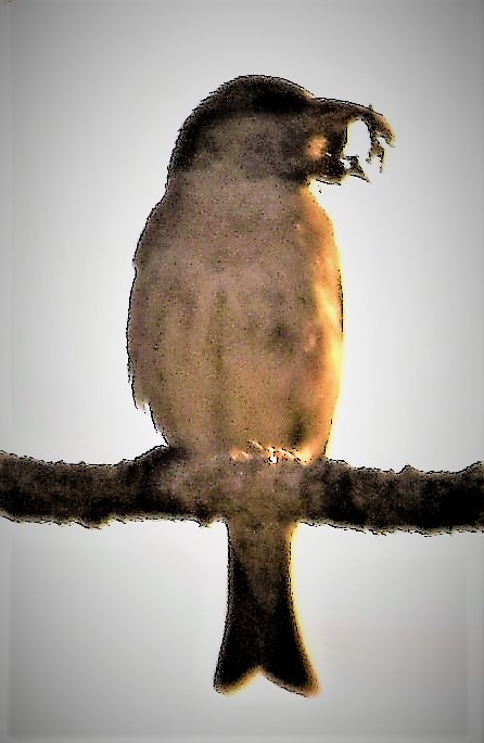 Yellow-throated Sparrow - ANANT PATKAR
