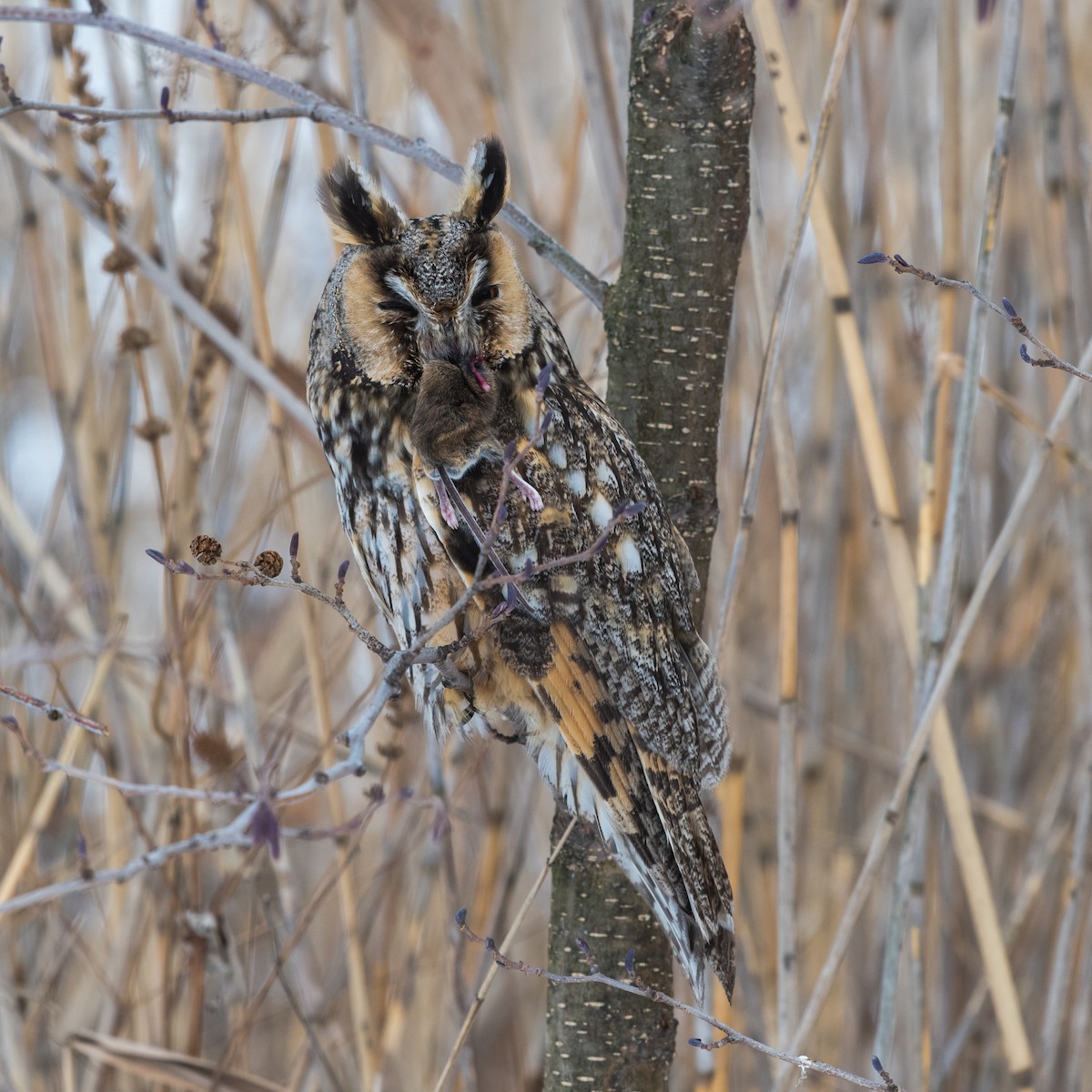 Long-eared Owl - ML145431191
