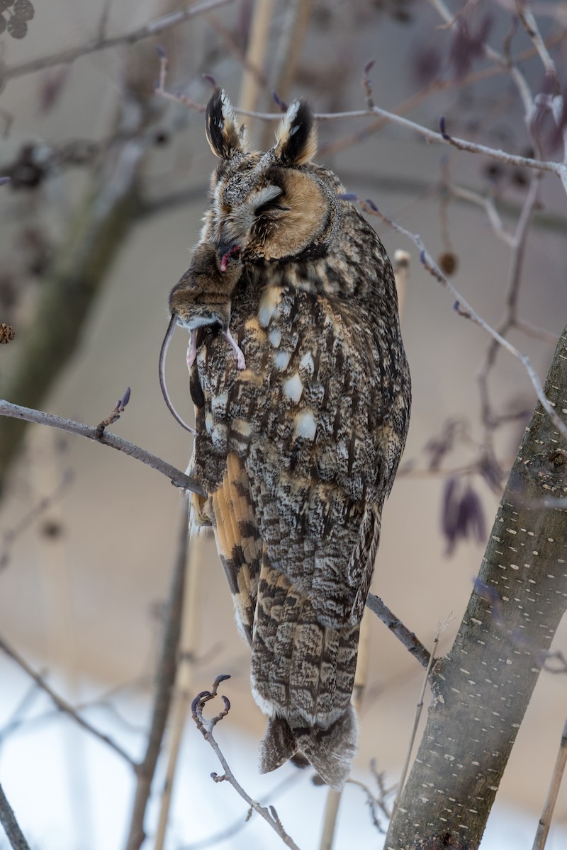 Long-eared Owl - ML145431201