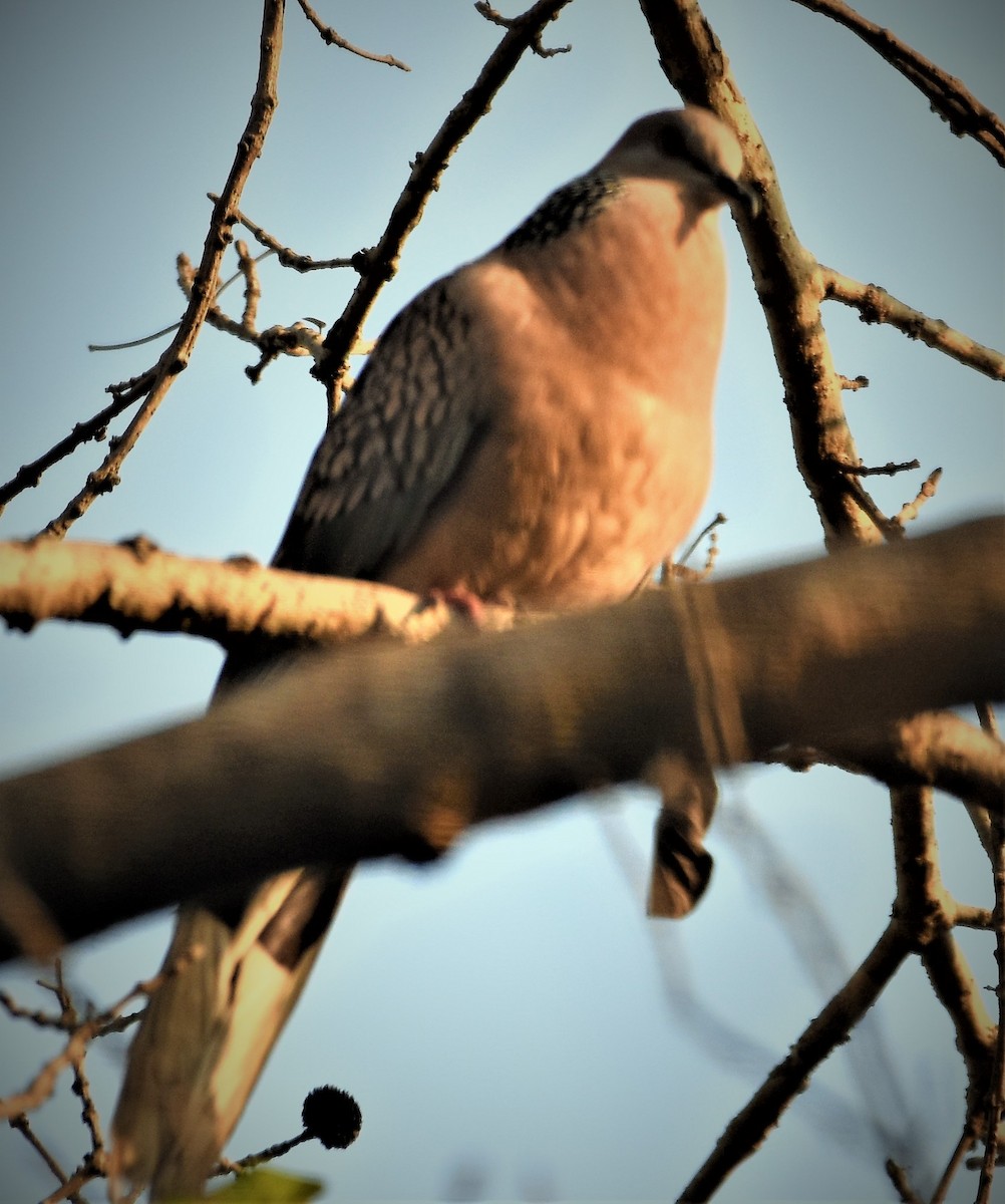 Spotted Dove - ML145431271