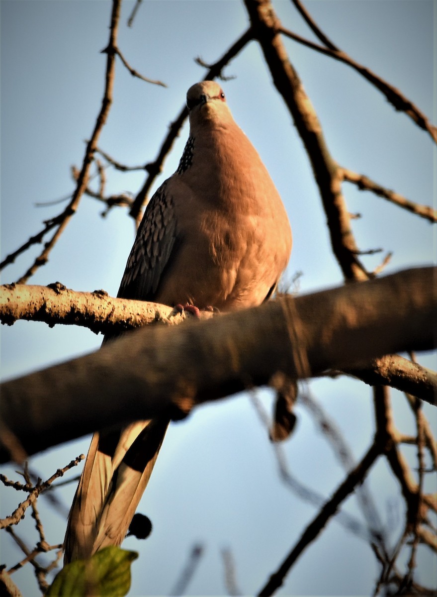 Spotted Dove - ML145431281