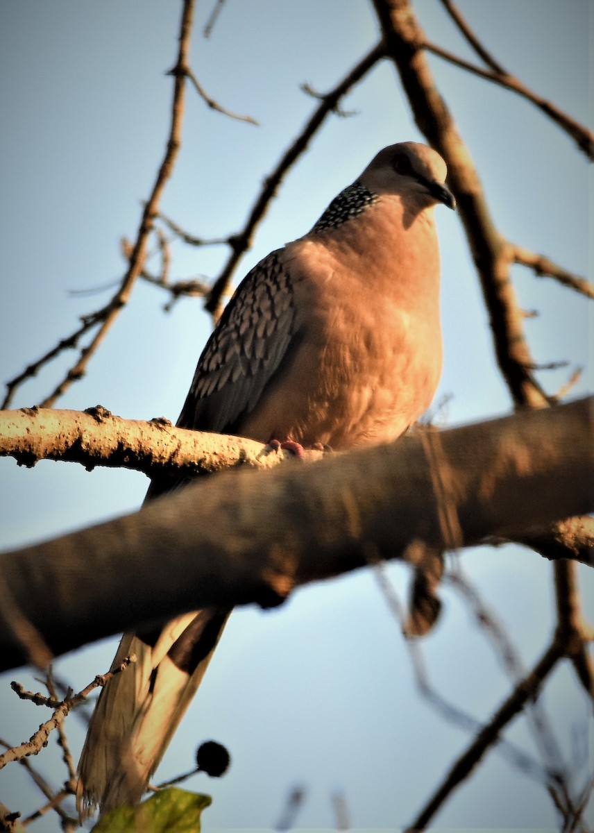 Spotted Dove - ANANT PATKAR