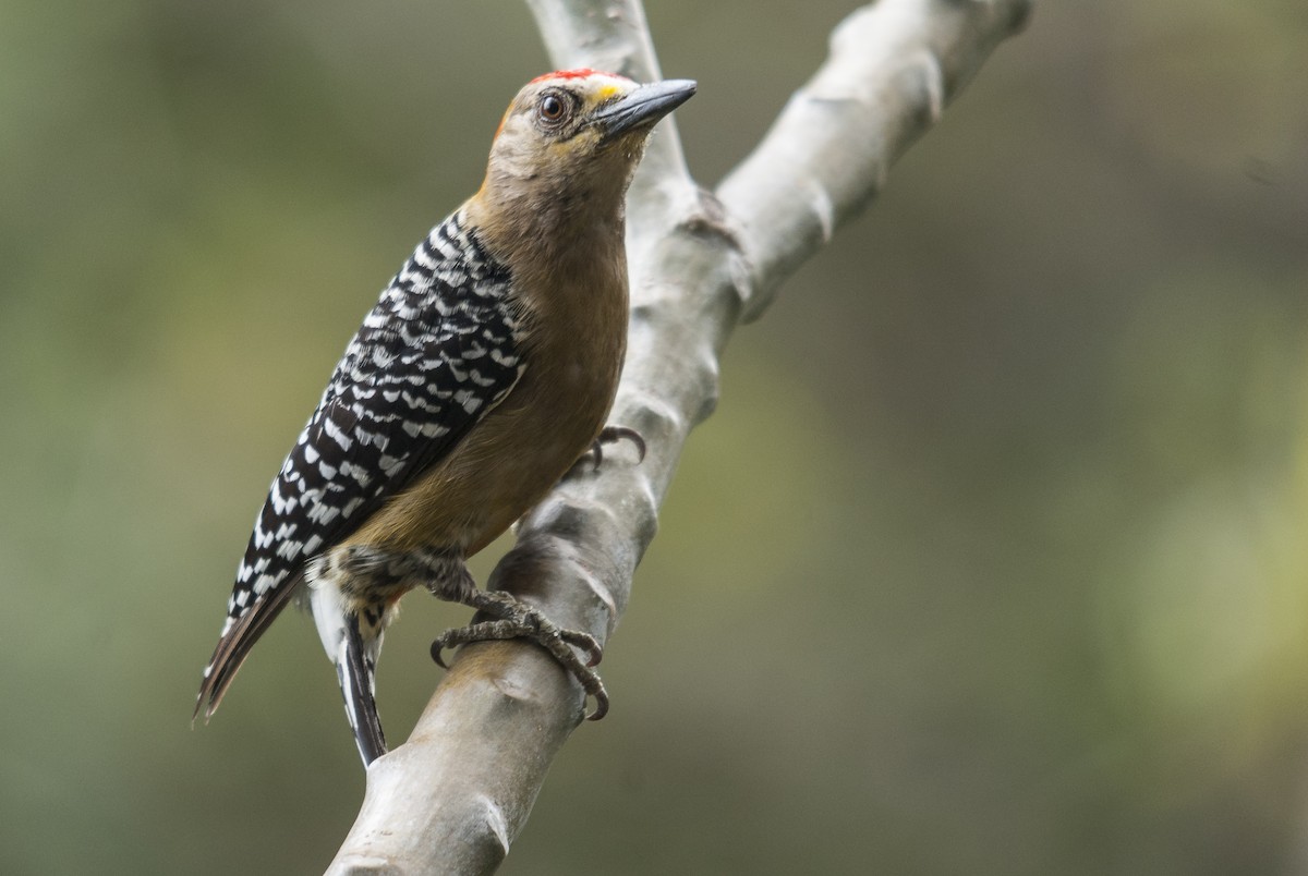 Red-crowned Woodpecker - ML145432701