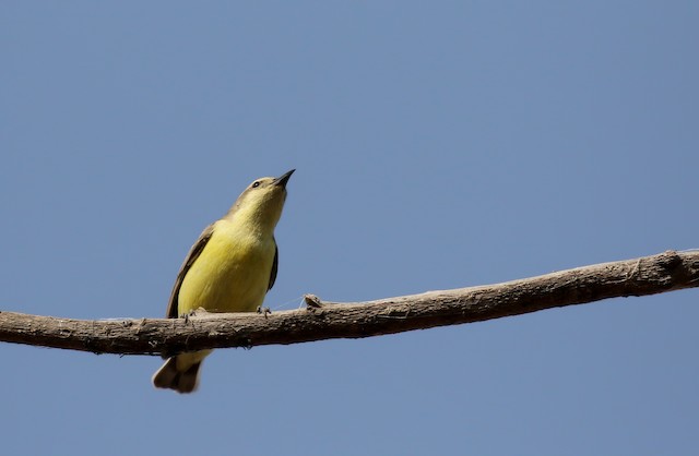Pygmy Sunbird