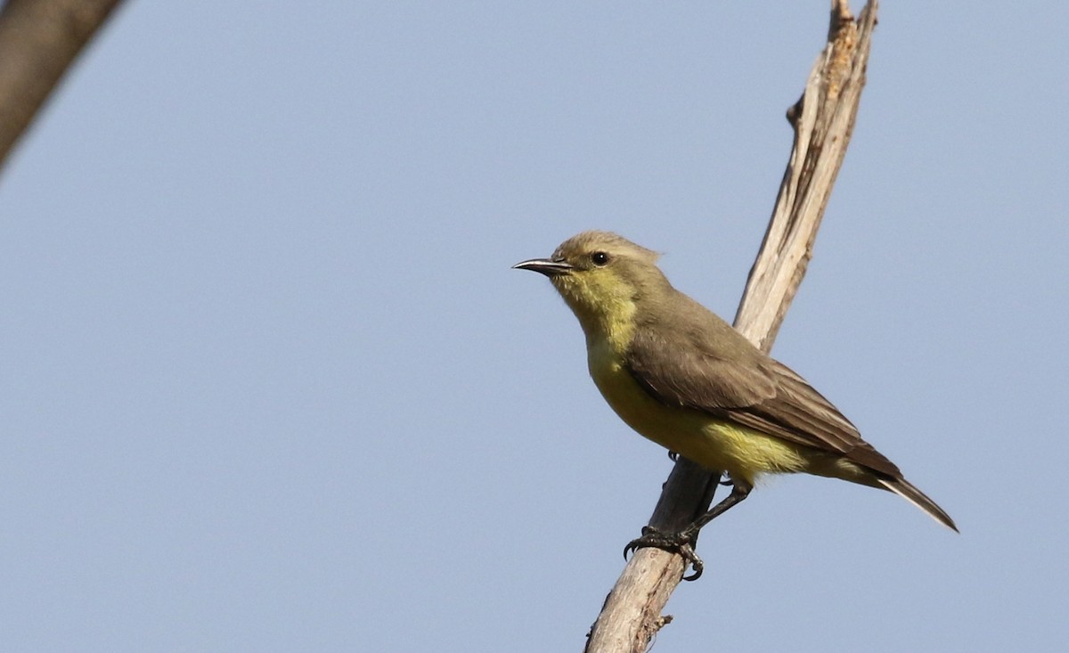 Pygmy Sunbird - ML145434461