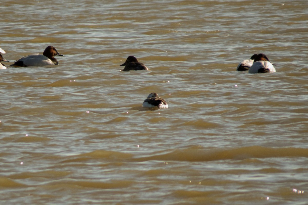 Long-tailed Duck - Trevor Zook