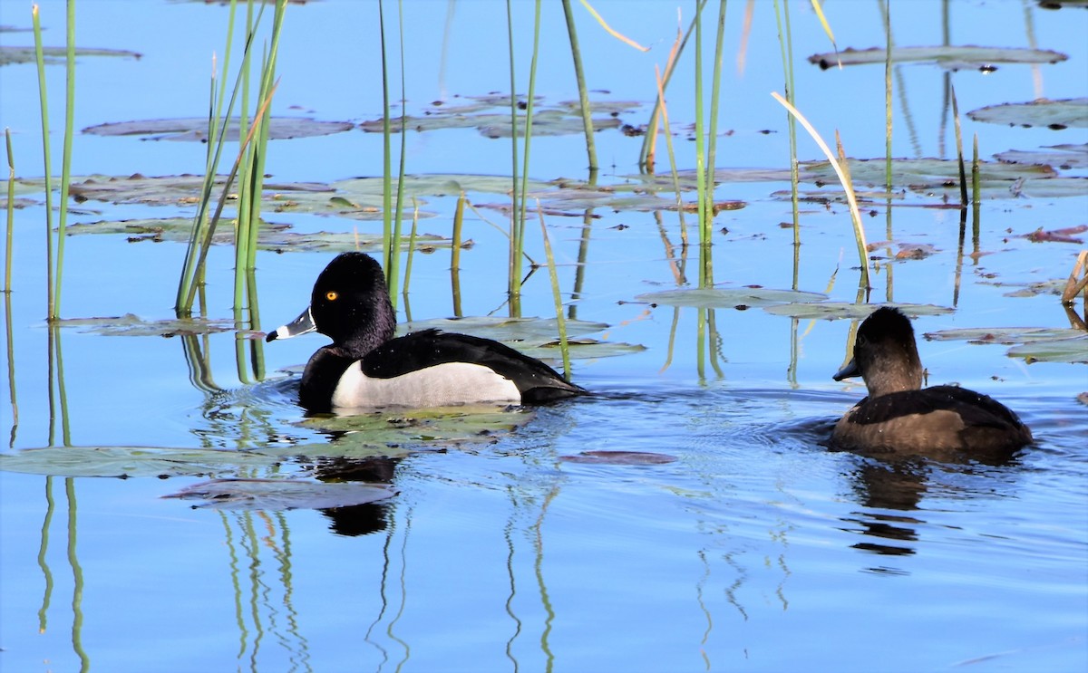 Ring-necked Duck - Susan March