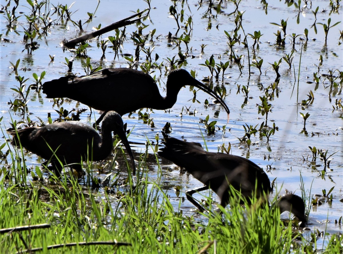 Glossy Ibis - Susan March